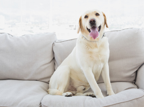 Dog with allergies sitting on couch