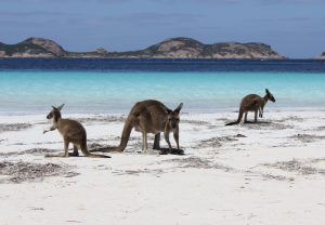 The beach at Lucky Bay Western Australia with kangaroos. 